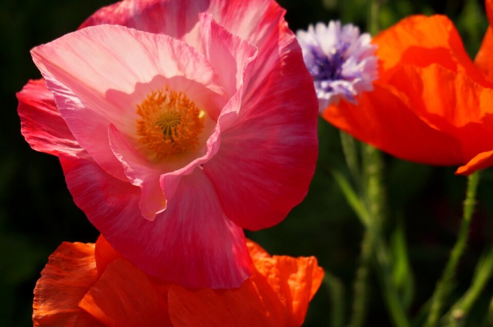 Flowers bloom
