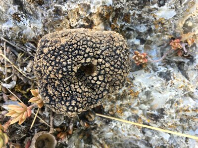 Nature stone sicily photo