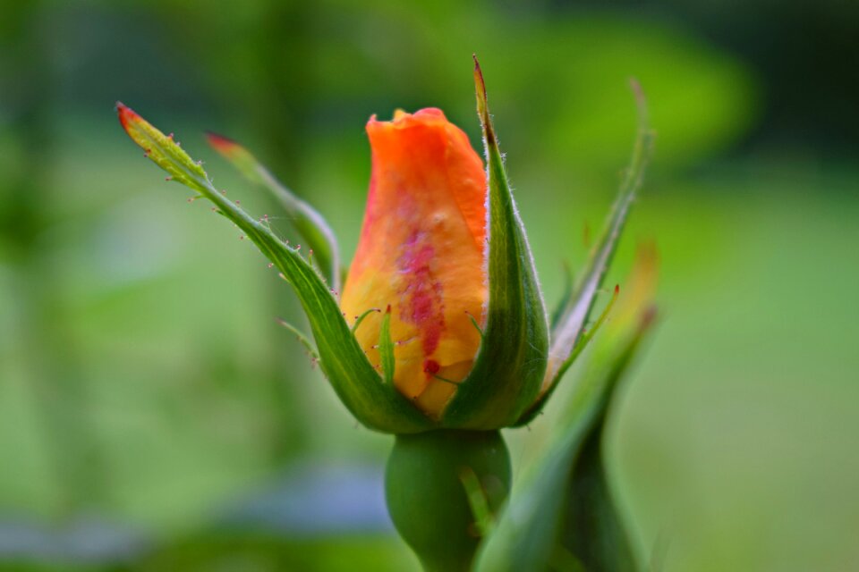 Rose rosebud orange