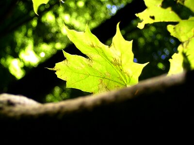Late summer leaves leaves in the autumn