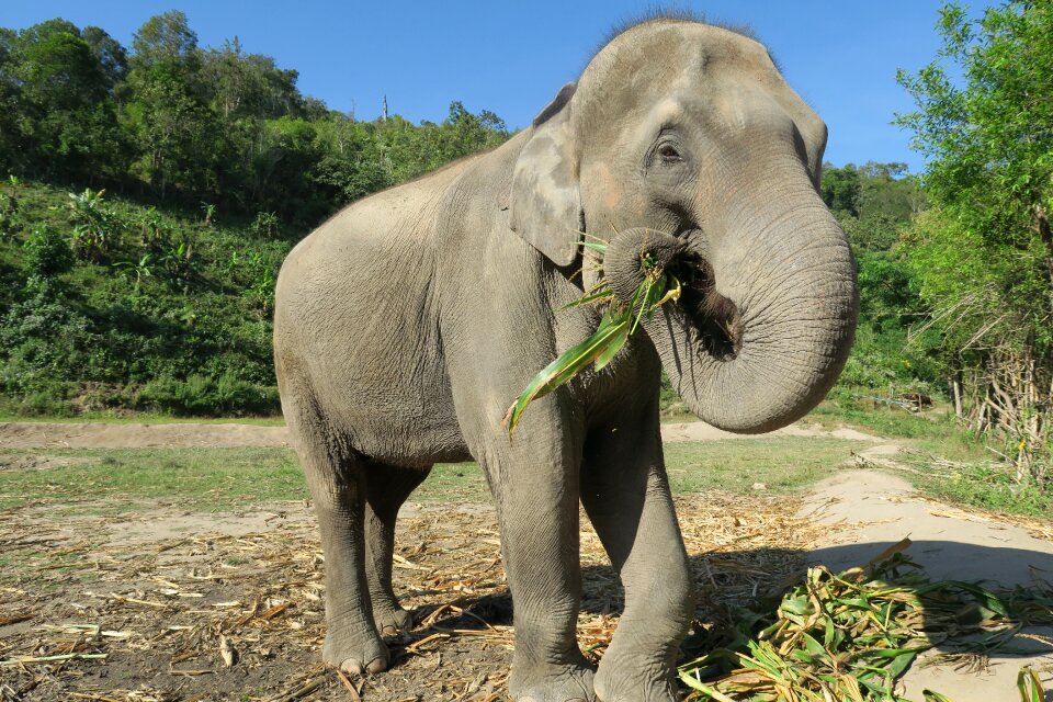 Animals wild animals tame elephant photo