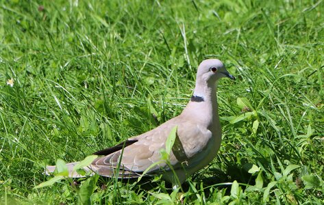 Grey green birds