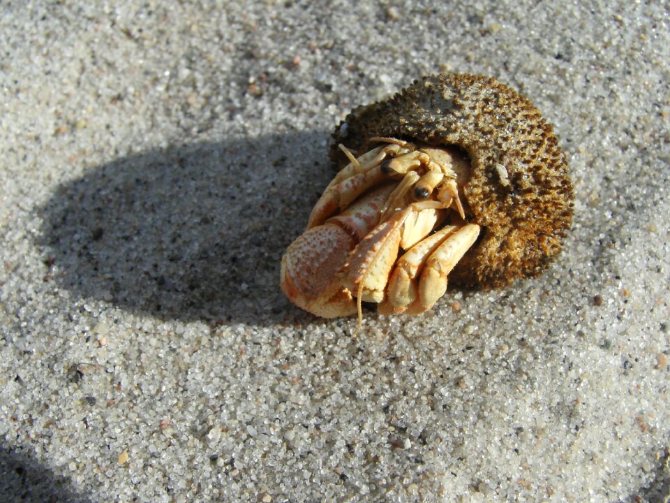Sand cancer hermit crab