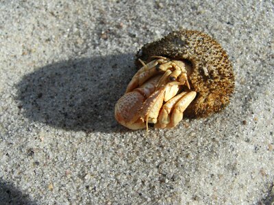 Sand cancer hermit crab photo