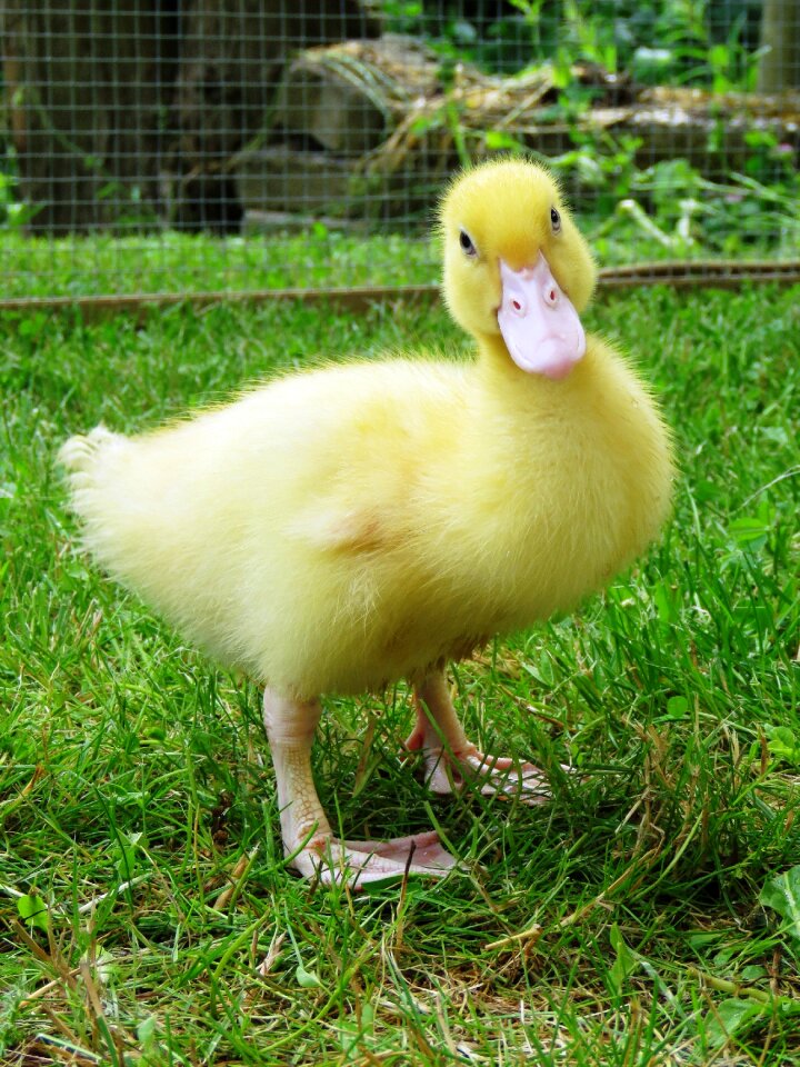 Waterfowl young bird yellow