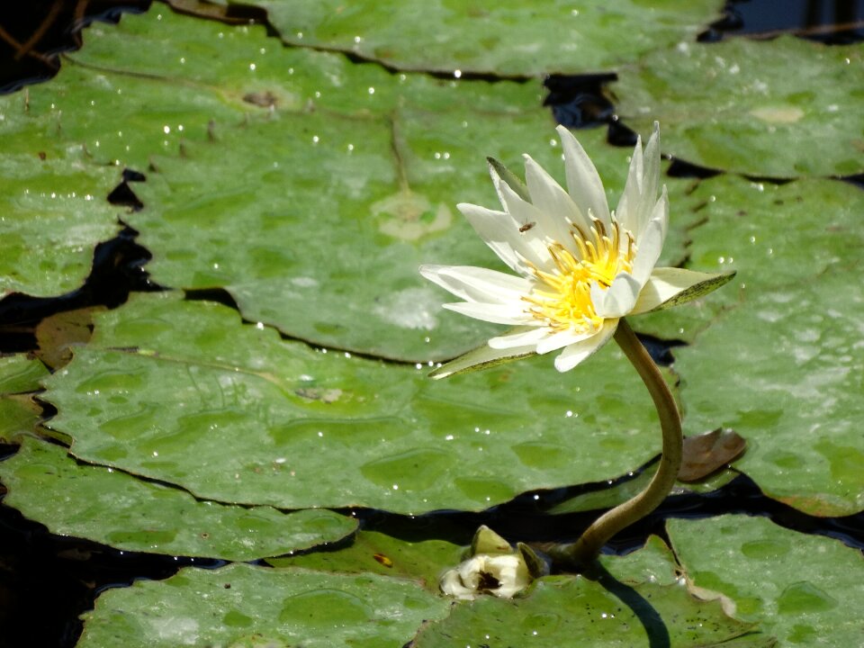 Wild flowers pond spring