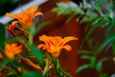 Summer garden dahlia