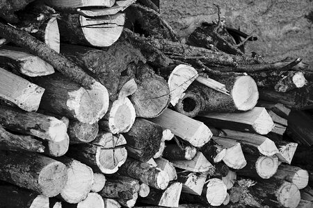 Wood pile cup nature