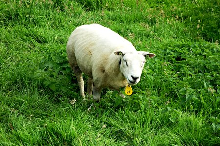 Livestock ruminant ewe
