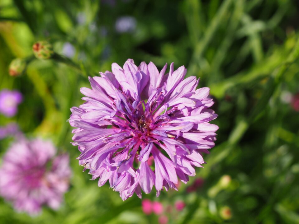 Meadow pink bloom photo