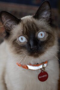 Feline blue eyes siamese cat