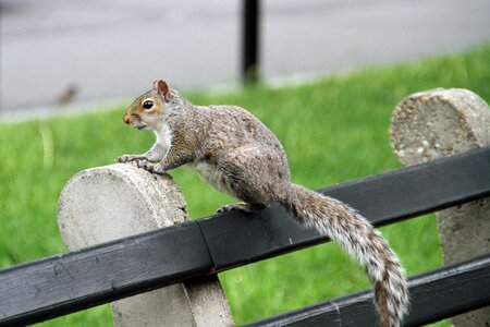 Mammal small cute
