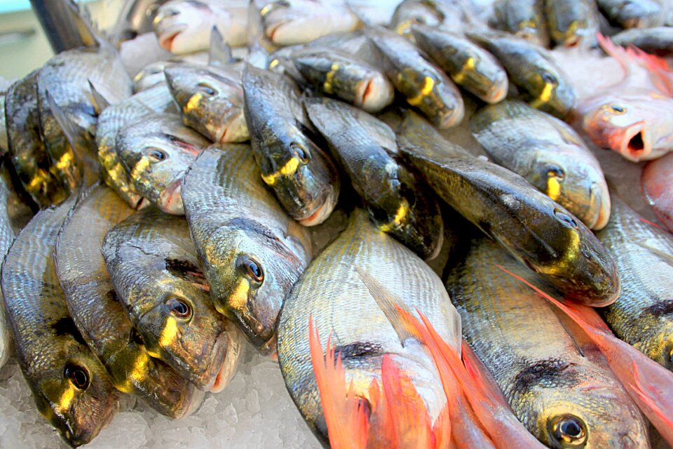 Sea food traditional fishing