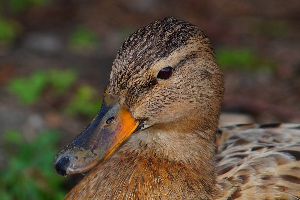 Plumage eye bill