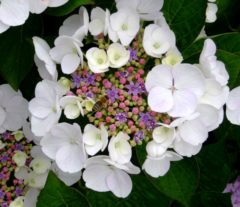 Close up white blue