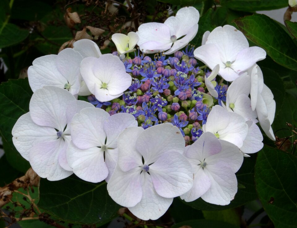 Close up white blue
