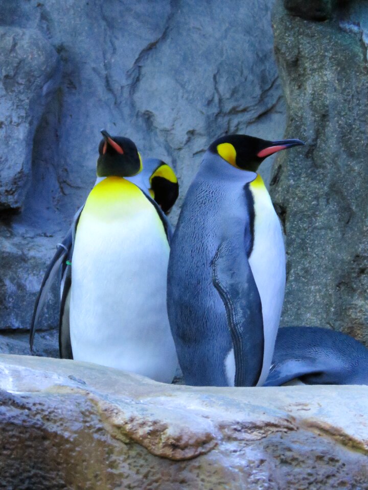 Calgary zoo blue king