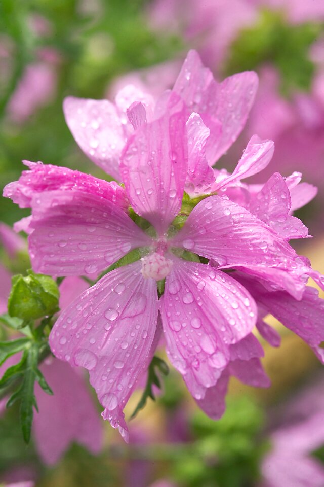 Summer flower rain dew