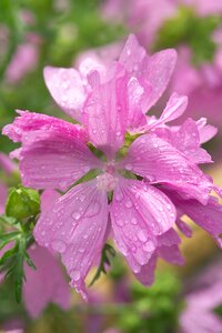 Summer flower rain dew