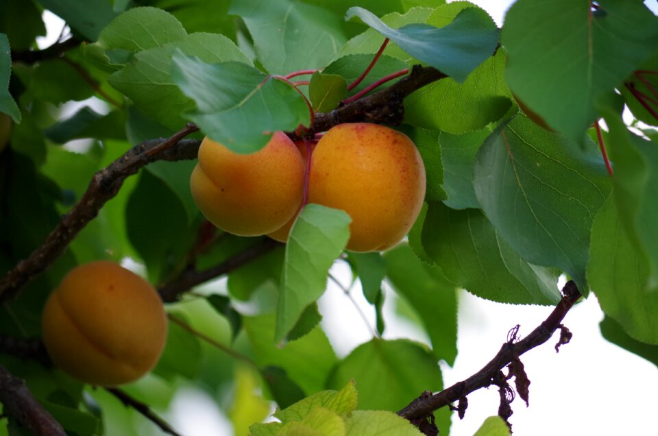 Fruit orange on the tree
