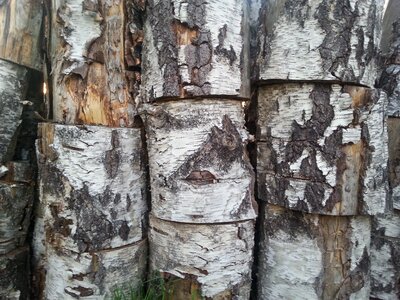 Logs tree cut photo