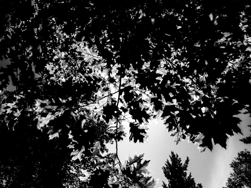 Black and white nature