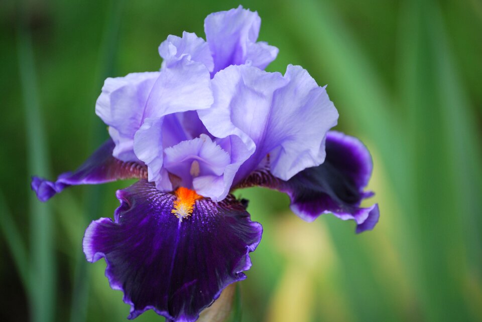 Flower close up spring photo