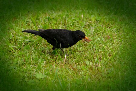 Bird species thrushes