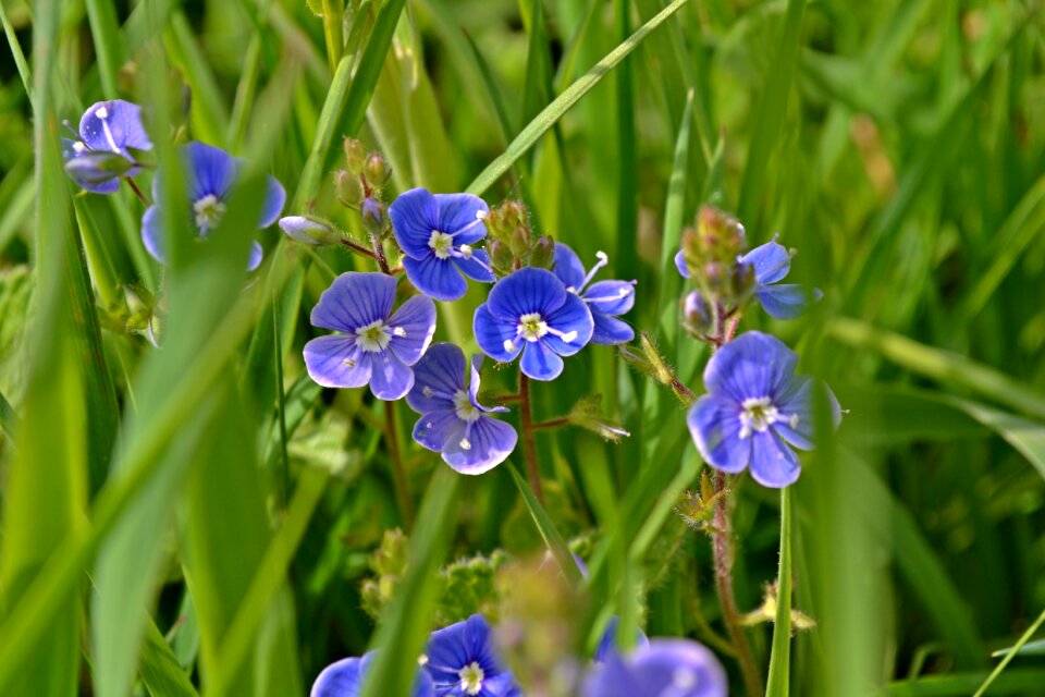 Honorary award veronica beccabunga blue flowers photo