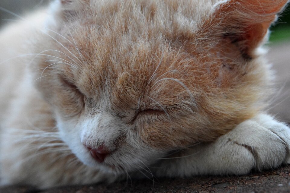 Tired close up head