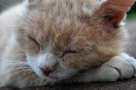 Tired close up head