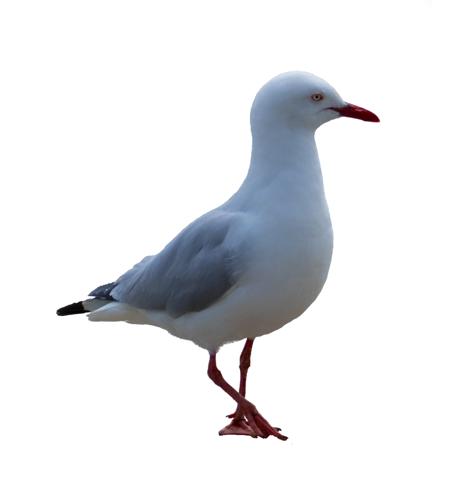 Bird coast