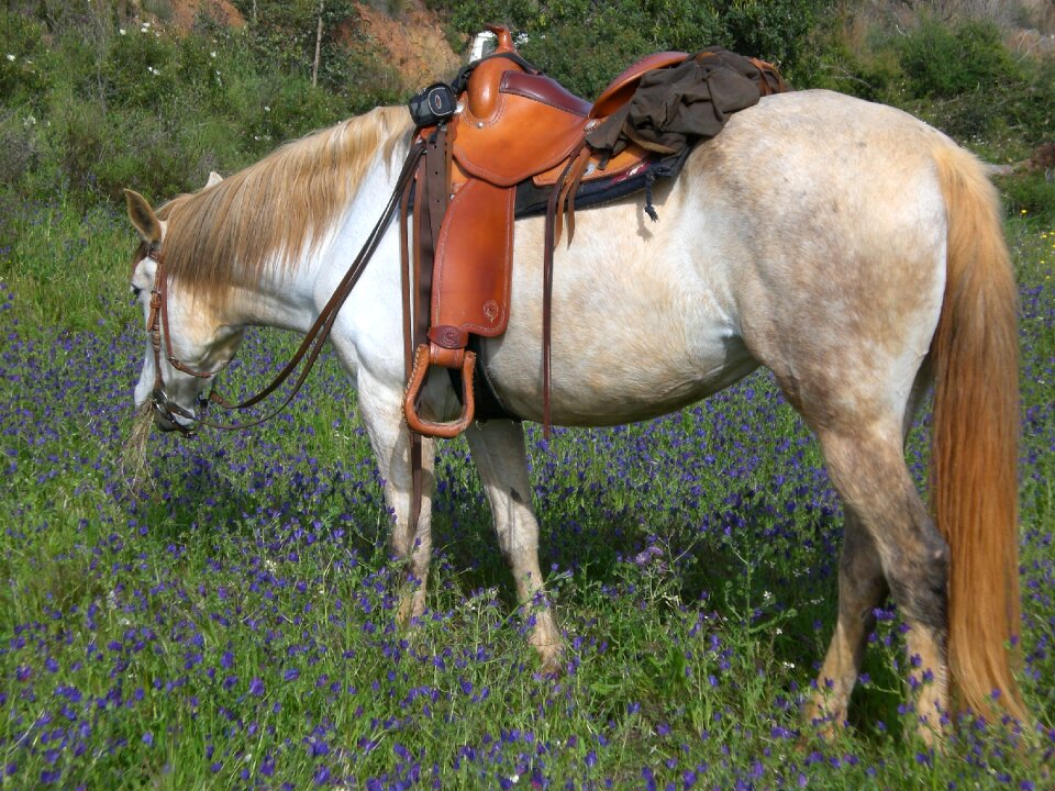 Pony cowgirl paddock