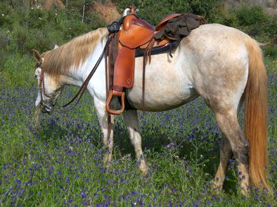 Pony cowgirl paddock photo