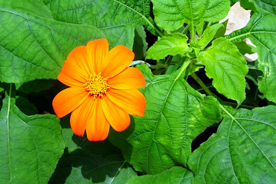 Japanese sunflower tithonia rotundifolia asteraceae