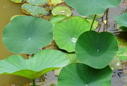 Nelumbo nucifera indian lotus sacred lotus