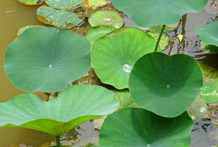 Nelumbo nucifera indian lotus sacred lotus photo