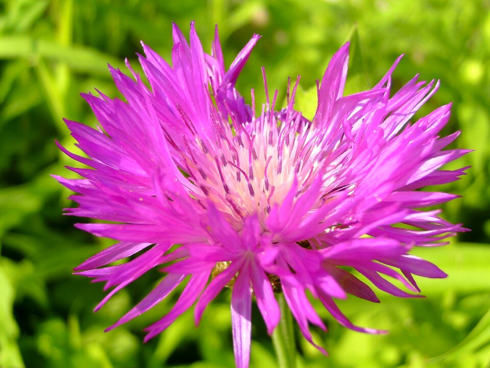 Nature plant close up