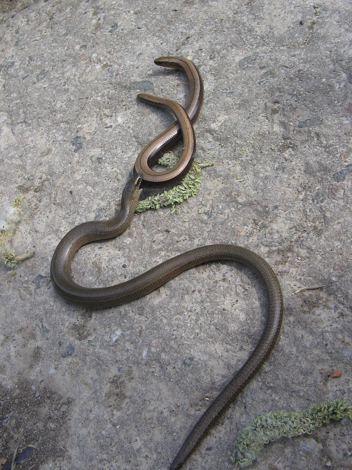 Lizard snake reptile
