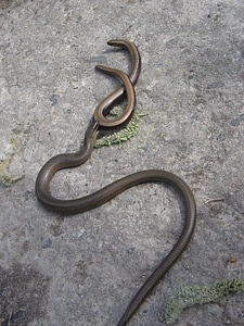 Lizard snake reptile
