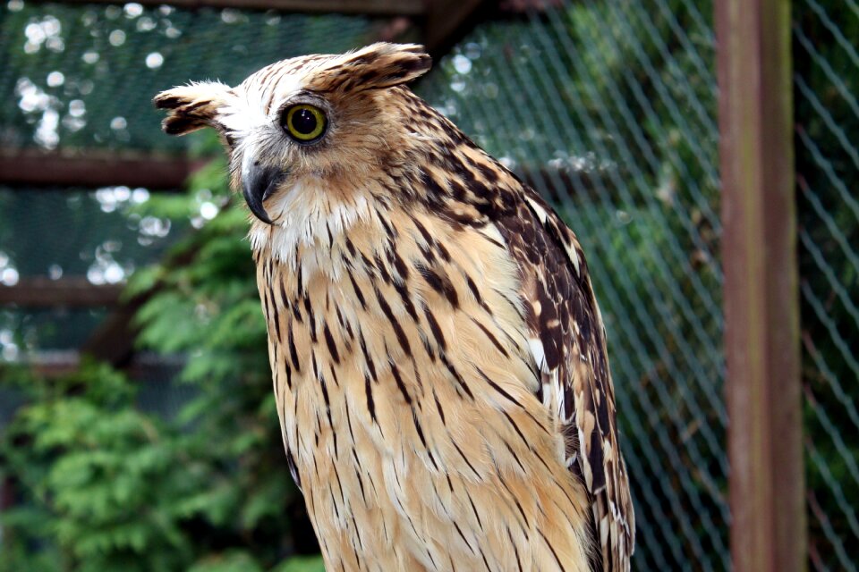 Owl zoo animals