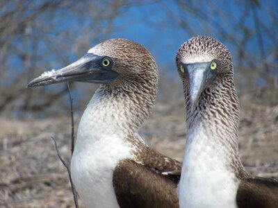 Tropical fauna blue-footed booby