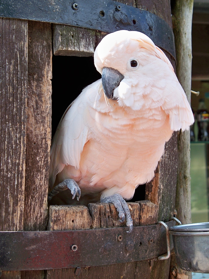 Bird pink coral photo