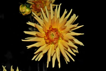 Dahlia summer bloom