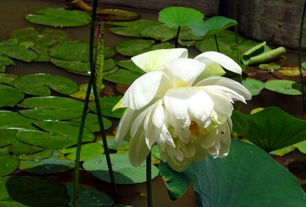 Nelumbo nucifera indian lotus sacred lotus photo