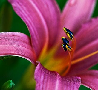 Magenta stamens pollen