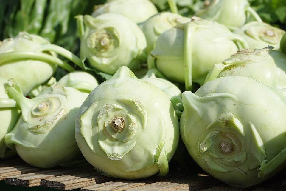 Gongylodes l upper kohlrabi upper beet