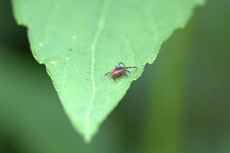 Arachnid mite species macro photo