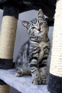 Cats pets striped cat