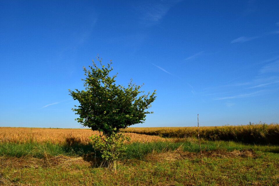 Cereals landscape summer